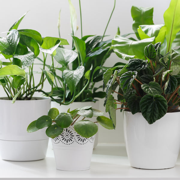 5 Starter House Plants to Create a Fresher Indoor Air